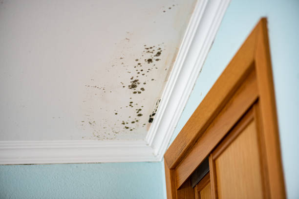 Best Residential Mold Remediation in Burlington, NC