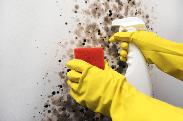 Best Emergency Mold Remediation in Burlington, NC