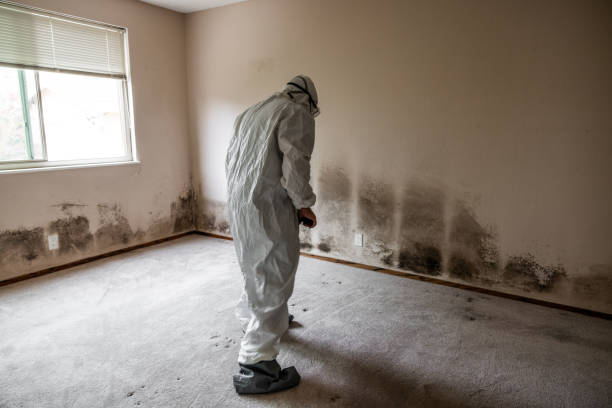 Best Mold Remediation for Schools in Burlington, NC