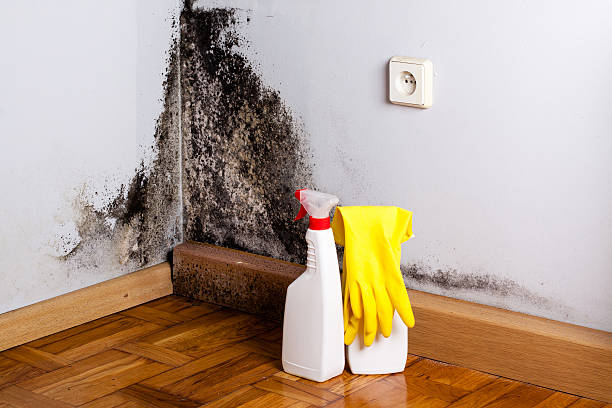 Trusted Burlington, NC Mold Remediation Experts